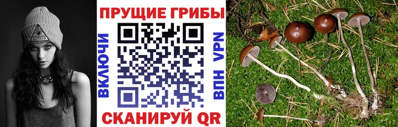 Псилоцибиновые грибы GOLDEN TEACHER  даркнет сайт  Комсомольск-на-Амуре 